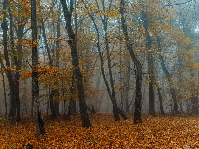 Жёлтые листья, осенний лес, природа, свежий воздух, высокие деревья