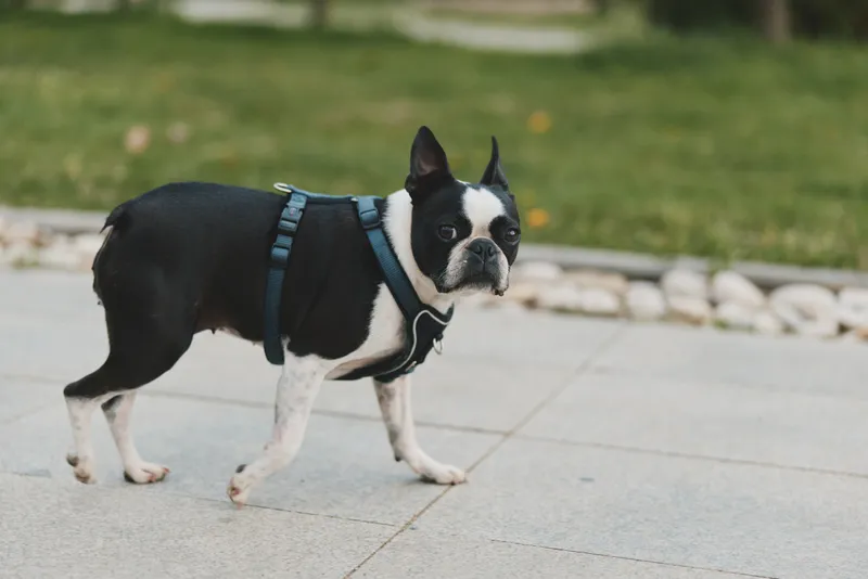 Boston terrier dog walking on paved pathway with green grass background in outdoor natural light, black and white short coat pet in harness