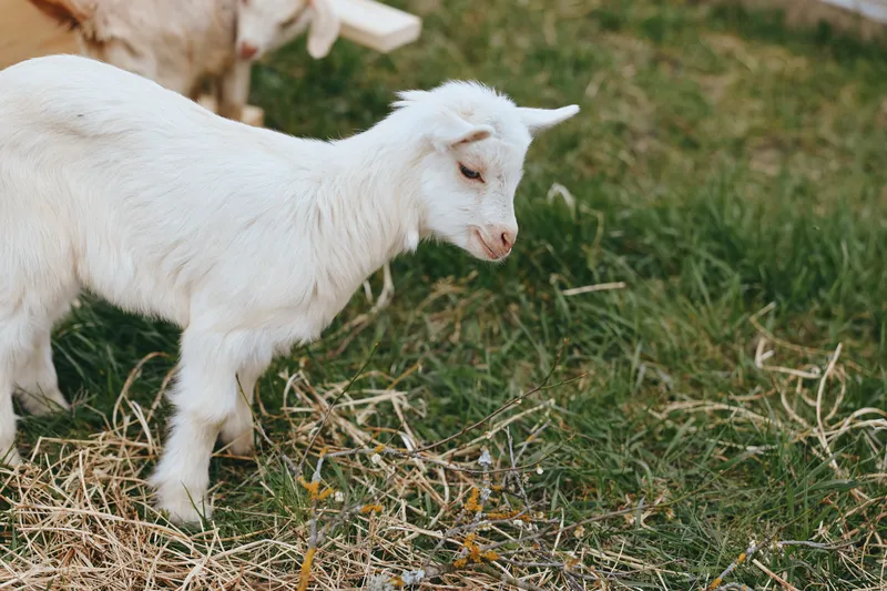 Goat kid wandering in sunny pasture, closeup of fluffy fur and curious expression in a rural farm setting, showcasing wholesome lifestyle, nature, and animal companionship.