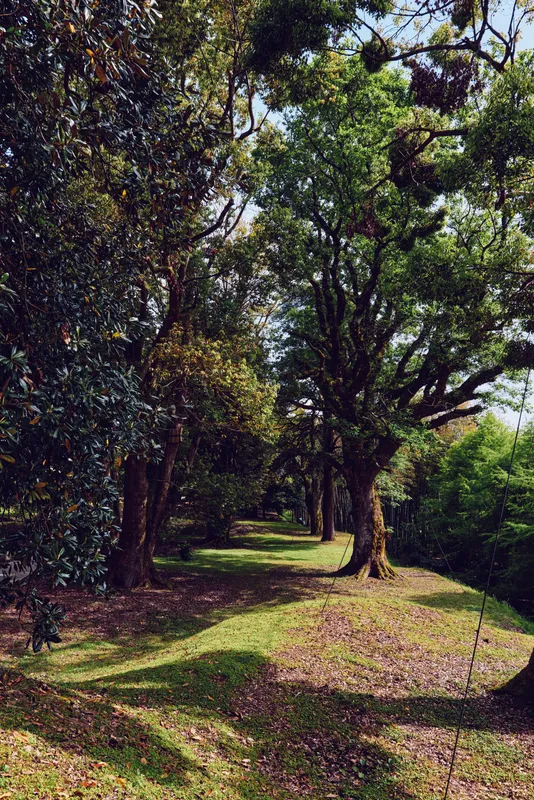 Trees and trunks along a shaded path in a forest with dappled sunlight, green grass and rich foliage creating peaceful shadows and a serene natural walkway for walking and exploration.