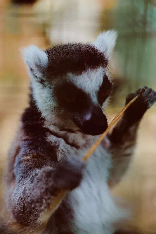 Lemur primate animal wildlife closeup portrait of a ring-tailed lemur holding a stick, detailed fur and expressive eyes, curious pose in naturalistic enclosure and gentle behavior captured.