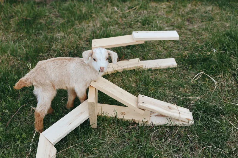 A young goat stands on green grass near scattered wooden planks in a natural outdoor setting, capturing a playful moment in a rustic lifestyle scene.