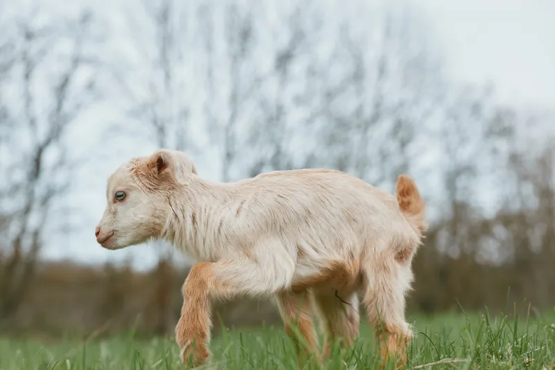 Goat kid walking across a green pasture under soft daylight, capturing rural lifestyle and natural textures, a curious, calm moment in the countryside