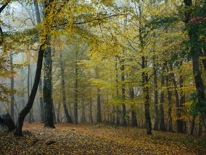 Лесные деревья, природа, пейзаж, путешествия, листья