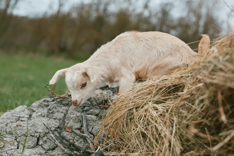 Young white baby goat climbs down from a haystack in a grassy rural field during a calm spring day with soft natural light and peaceful atmosphere.