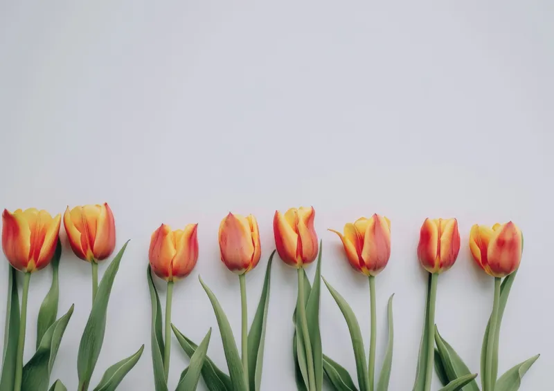 Аккуратная композиция из ярких тюльпанов на мягком сером фоне, подчеркивающая их естественную красоту