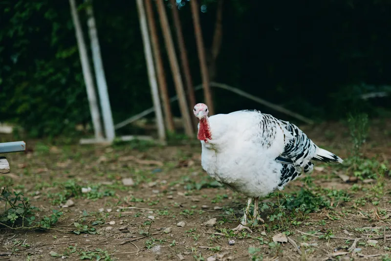 Turkey, farm, poultry, bird — A mature white turkey with black spotted plumage walks across a rustic dirt yard near wooden posts, curious and alert in a rural farm lifestyle and livestock scene.