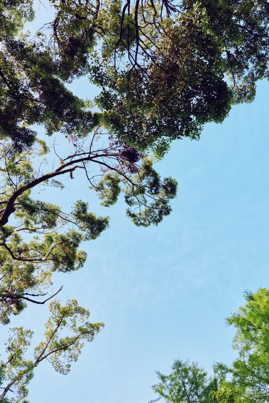 Trees canopy and blue sky with green leaves in a forest treetops view, nature scene with sunlight filtering through foliage, upward perspective creating calm outdoor tranquility.