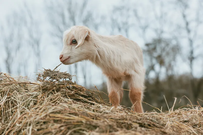 A young goat kid stands on hay in a chilly outdoor scene, exploring its surroundings. A candid lifestyle moment that highlights curiosity, growth, and rural farm life.