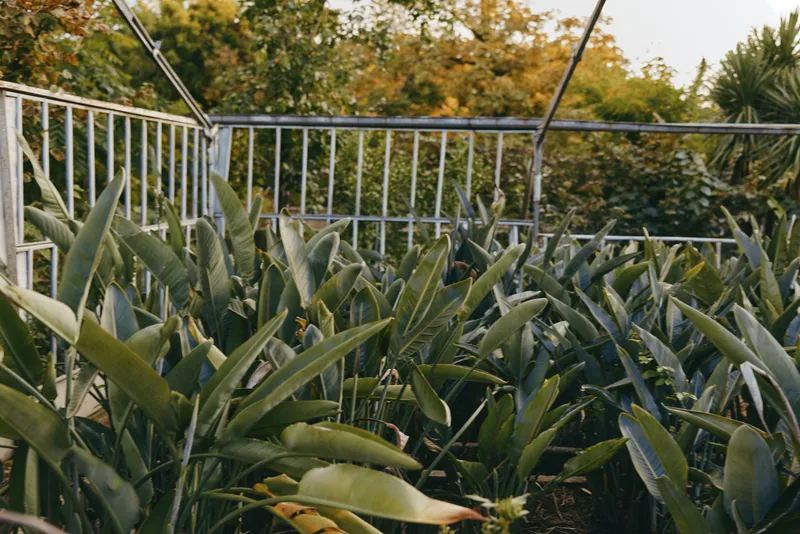 tropical plants balcony garden green foliage metal railing with lush leaves on urban terrace, young male gardener in his 30s leaning and inspecting plants in casual outfit for lifestyle travel vibe