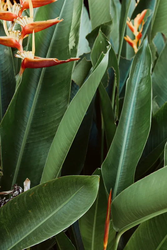 Tropical green leaves with vibrant orange heliconia flowers, lush foliage background, natural light, fresh garden atmosphere, detailed plant texture, outdoor setting