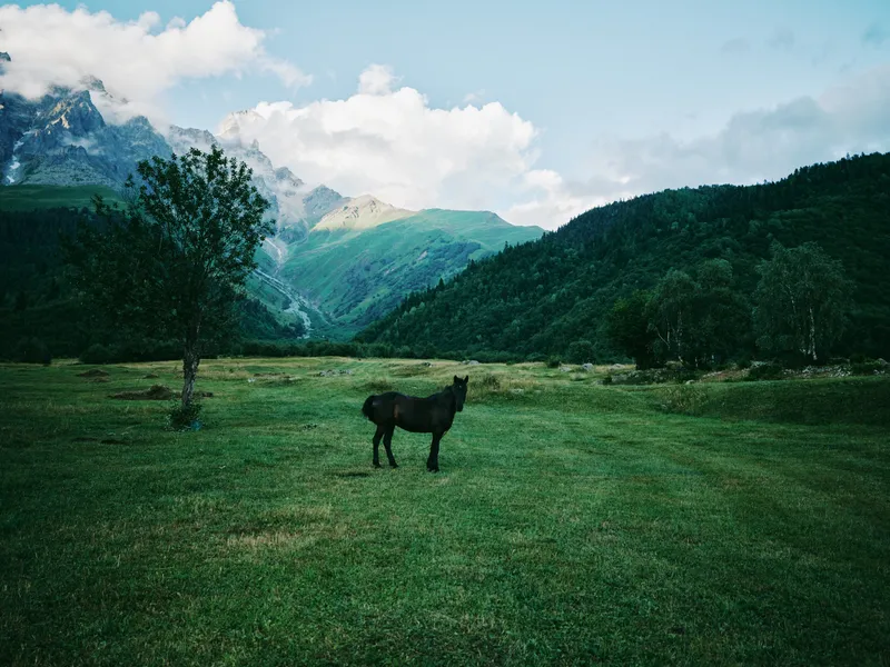 Horse standing in a green meadow with distant mountains under a blue sky, a tranquil rural landscape featuring rolling hills, trees and open grass for nature, wildlife and countryside stock
