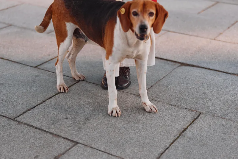 A small dog stands on tiled pavement with a towel over its back, facing the camera. A candid street scene showing companionship and resilience.