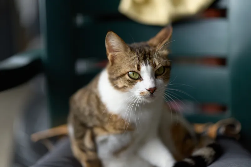 Tabby cat with green eyes sits attentively on a dark chair indoors, showing calm and curious expression in soft natural light.