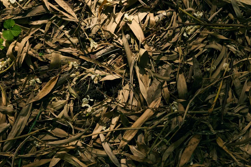 Leaves leaf litter twigs forest floor show dry brown foliage and scattered sticks on woodland ground, layered organic texture with shadows and natural debris creating a rustic nature background.
