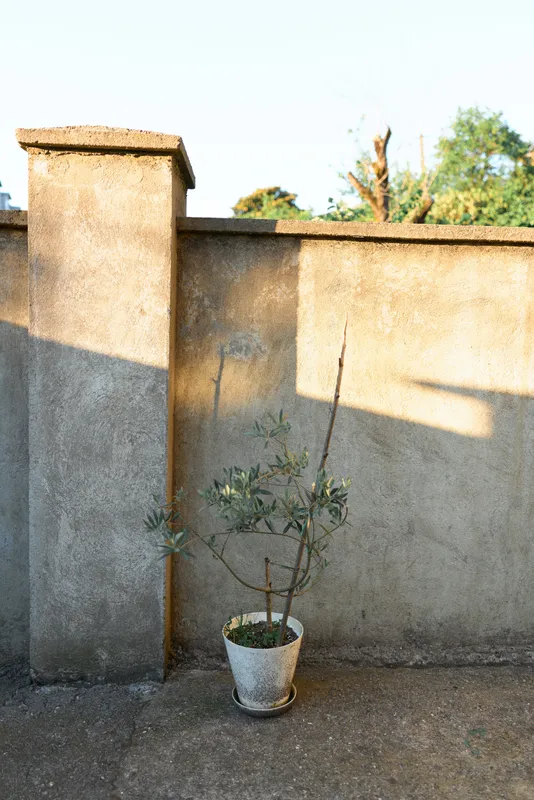 A solitary potted plant rests in front of a weathered wall under bright outdoor sunlight, creating a minimal, calm scene ideal for lifestyle photography and simple home garden ideas