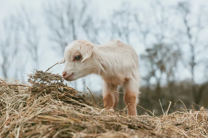 Goat kid stands on scattered straw in an open rural field, curious and calm, exploring with bright eyes and a gentle stance. A lifestyle scene that highlights countryside life, outdoor work, and