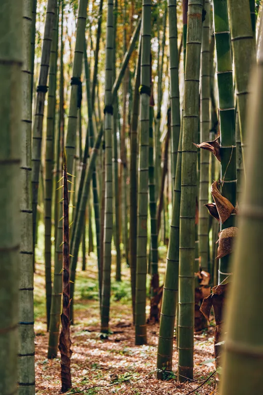 Bamboo forest with tall green trunks and stalks in a peaceful nature grove, vertical composition showing dense bamboo stems, soft light and textured forest floor and tranquil atmosphere.