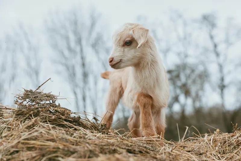 A curious goat kid stands on straw in an open field, outdoors in daylight, with a rural landscape and calm nature surrounding this wholesome farm scene.