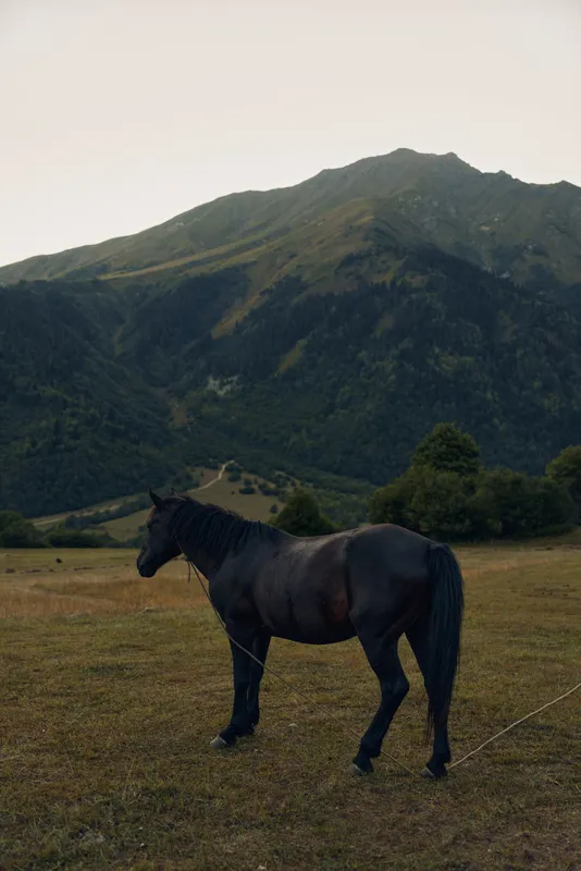 A dark horse stands in a grassy meadow beneath distant mountains, bathed in soft light. The calm rural scene captures grace, strength, and natural beauty in a tranquil landscape.