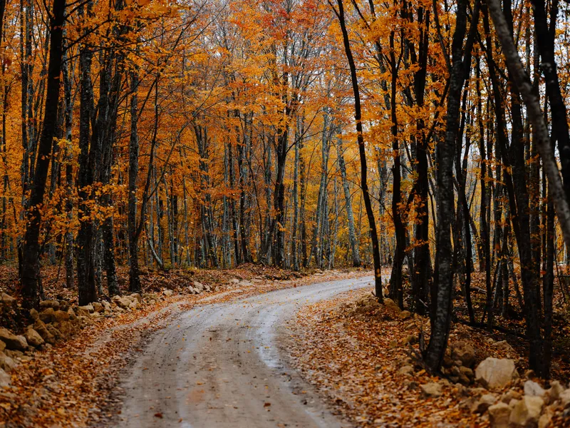 Осенняя лесная дорога, деревья, опавшие листья, пейзаж