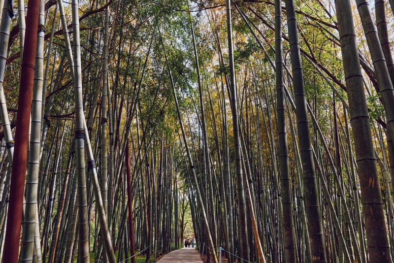 Bamboo forest path with tall trees and dense greenery, a wooden walkway and winding trail leading to distant figures, serene nature scene for travel and outdoor relaxation for photography.