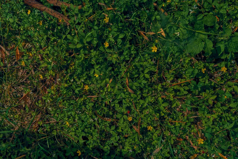 Grass and clover spread across a green ground with yellow flowers and dense foliage, top view of natural vegetation, meadow floor texture, seasonal spring wild plant closeup.