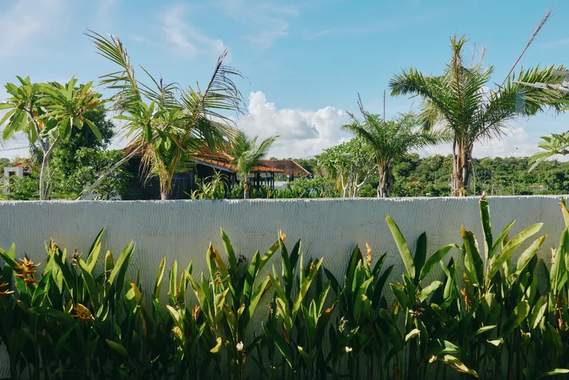 Sunlit tropical garden with tall palm trees over a white wall and vibrant green leaves foreground creating a fresh, tranquil outdoor mood perfect for lifestyle visuals