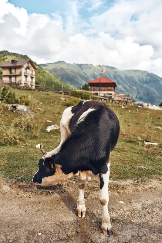 Cow grazing on a rural hillside beside rustic farm buildings, with distant mountains under a bright blue sky, lush meadow and winding dirt path creating a peaceful countryside scene.