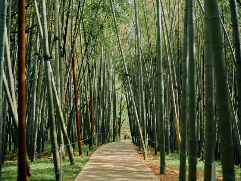 Bamboo forest path and walkway between tall trees in green nature trail, serene garden scenery with sunlight filtering through canopy for peaceful outdoor walking and meditation.