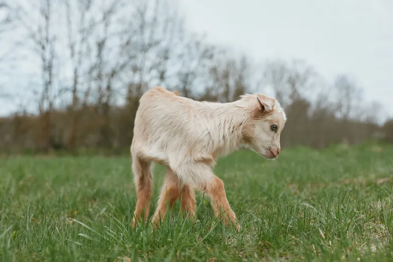 Goat kid stands in a grassy field, exploring a peaceful countryside, soft natural light, rural lifestyle, animal innocence, open air scenery