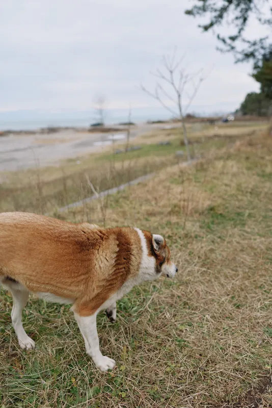 Beige and white dog walking along grassy shoreline with distant sea horizon, leafless trees, and a calm breeze, an outdoor nature stroll capturing a peaceful pet outing near the coast