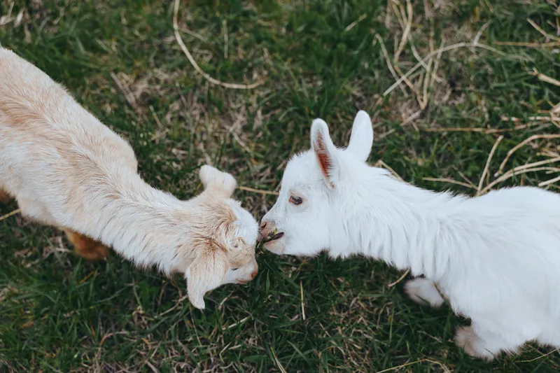 Goat kid goats nuzzle interaction pasture grass outdoors scene with two young animals sharing a gentle moment in sunlight, fresh air, natural colors, peaceful rural backdrop