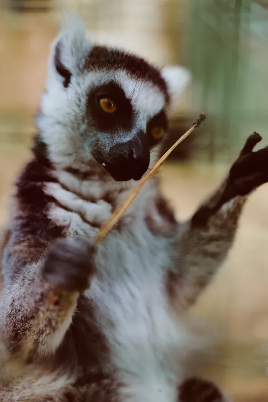 Lemur primate animal wildlife portrait closeup of a curious ring tailed lemur reaching for a twig, golden eyes focused, soft fur texture, shallow depth of field and warm tones.