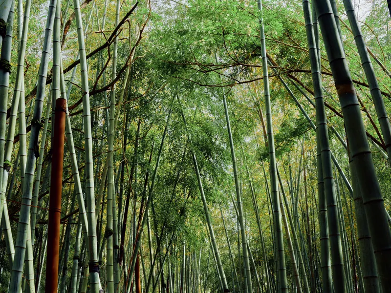 Bamboo forest canopy with tall green grove in nature, serene atmosphere and sunlight filtering through leaves and trunks, vertical stalks creating peaceful woodland perspective