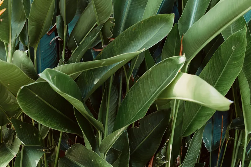 Close up of lush green tropical leaves with pointed shapes, sunlight highlights glossy surfaces, calm natural backdrop ideal for lifestyle, wellness, gardening and home decor visuals