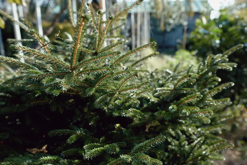 Closeup of evergreen branches with needles and rich foliage, sunlight filtering through a garden shrub, showcasing natural texture and tranquil outdoors atmosphere