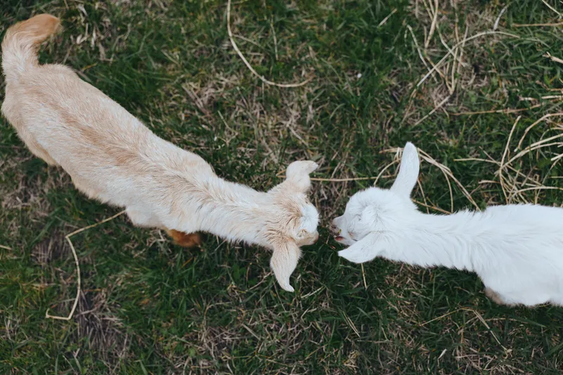 Playful goats outdoors, two goat animals touching noses in a grass field, friendly moment, interaction, friendship, nature, animal, farm vibe, soft light, natural colors, peaceful mood, simple