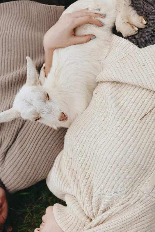 A white cat cuddles with a person on a soft knit sweater, creating a warm, intimate lifestyle moment. The scene conveys comfort, companionship, and peaceful domestic life with a pet.
