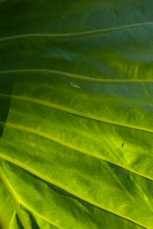 Close-up of a large green leaf showing detailed veins and texture illuminated by natural light, emphasizing the vibrant colors and organic patterns of the plant.
