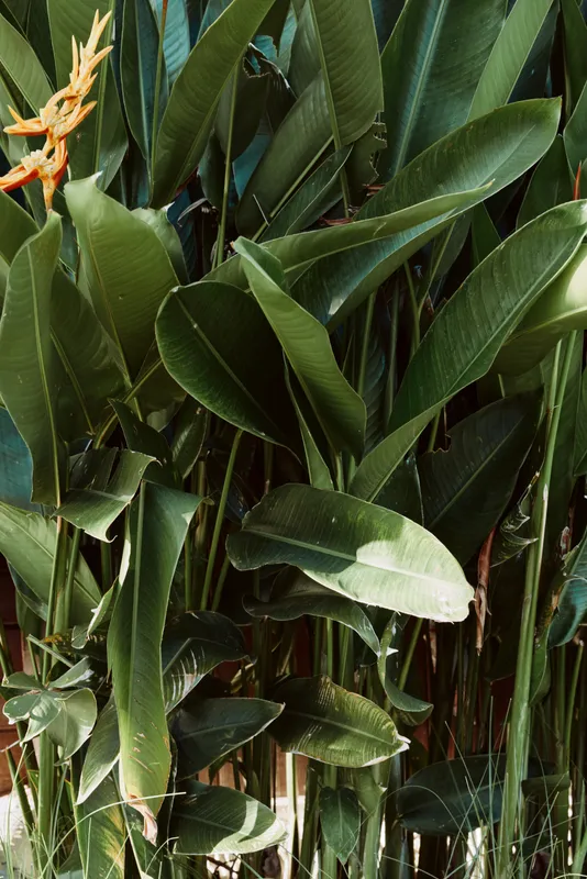 Close-up of large green tropical leaves with a few orange flowers in natural light, creating a lush and vibrant plant background for lifestyle and nature concepts.