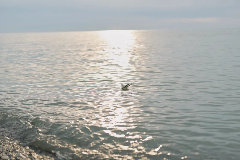 A calm ocean surface reflects sunlight under a clear sky with gentle waves near the shore. A single bird floats peacefully on the water, creating a serene coastal scene.