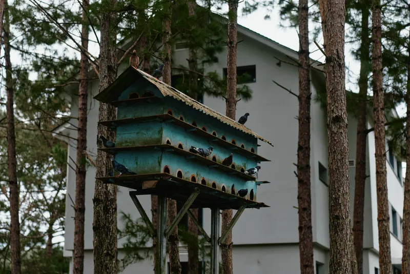 Colorful birdhouse nested among tall pine trees, showcasing various birds in a serene forest setting Perfect for nature and wildlife themes
