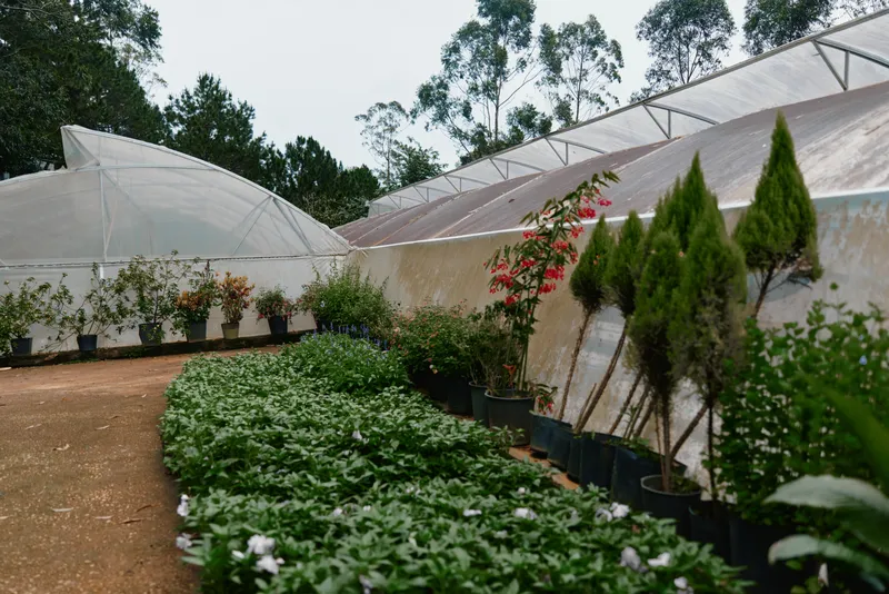 Lush greenhouse interior showcasing vibrant plants, demonstrating sustainable gardening practices with green foliage, colorful flowers, and natural light