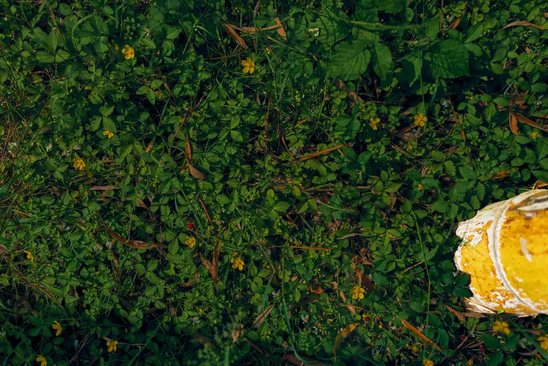 Grass clover foliage yellow post bollard on a green ground cover with tiny yellow flowers and peeling paint, closeup top view showing weathered metal, texture and urban nature.
