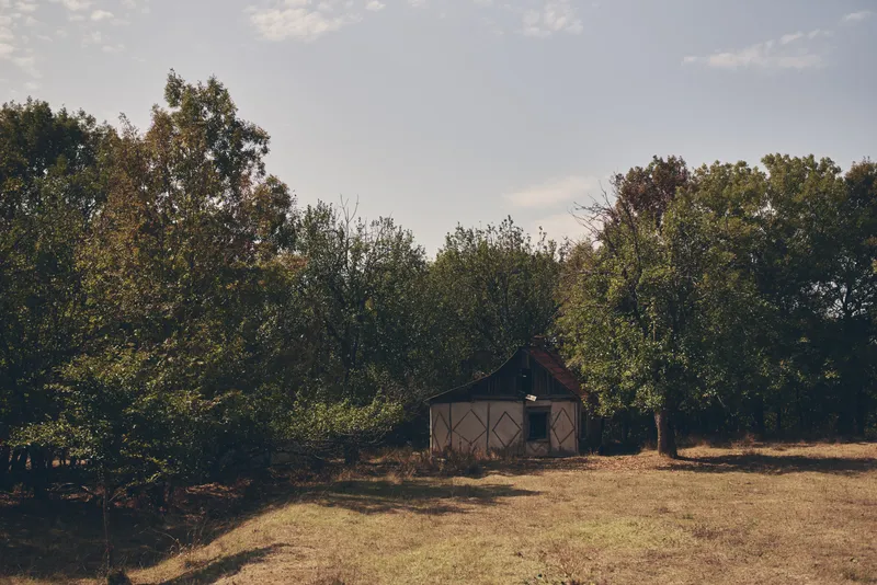 Сельские деревья в поле, природа, солнце, лето