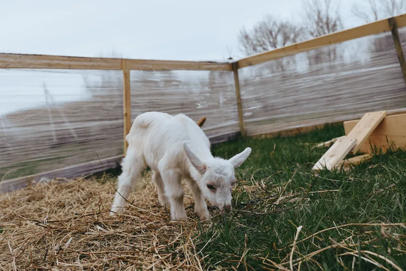Goat, kid, animal, farm, outdoor, enclosure, fence, grass, grazing beside hay in a calm rural scene, natural light highlighting a curious young creature in a simple rustic setting