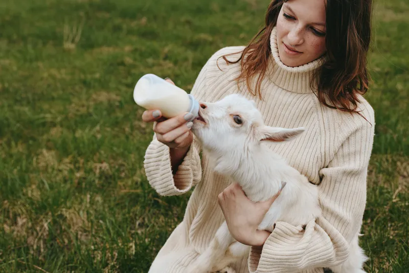 A woman in a cozy sweater bottle feeds a white goat kid outdoors in a rural field, capturing a tender moment of care, bonding, and everyday life with farm animals.