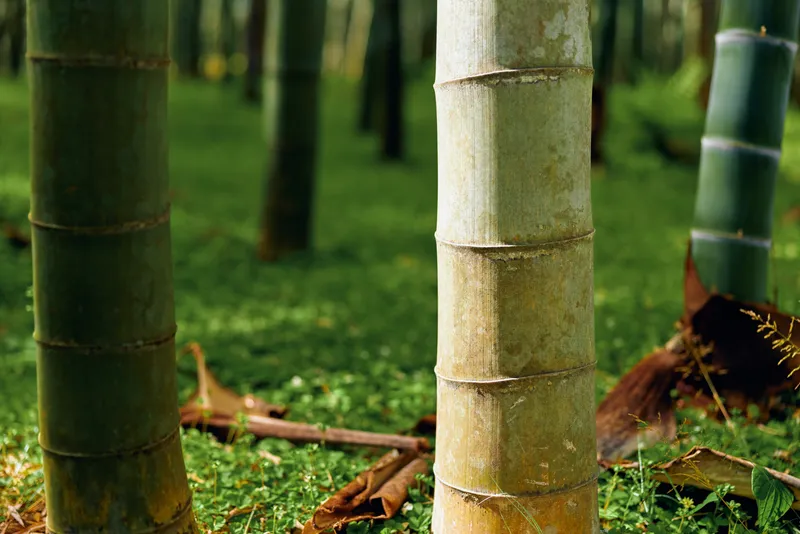 bamboo trunks forest moss closeup green nature, close-up view of bamboo stems rising from a mossy forest floor, textured culms and leaf litter in a tranquil woodland scene.