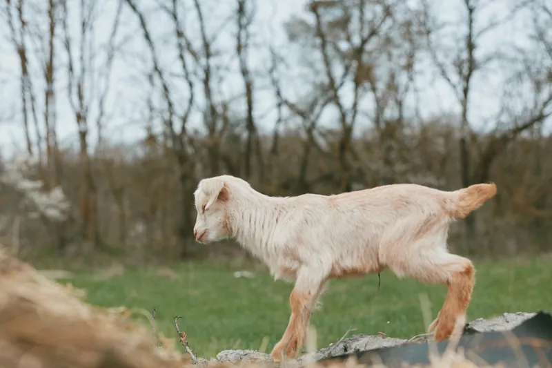 A curious goat kid wanders across a sunlit grassy field near bare trees, capturing a relaxed rural lifestyle, gentle movement, and a peaceful moment in nature.